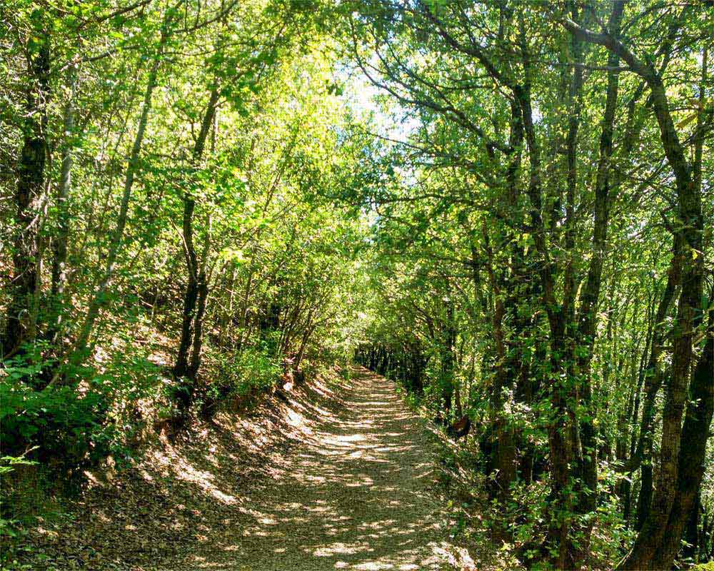sentiero nel bosco verso le lame rosse