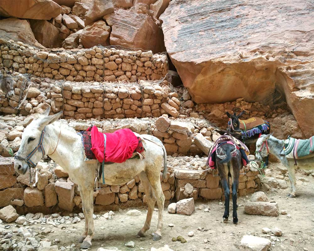 asini davanti alla parete rocciosa