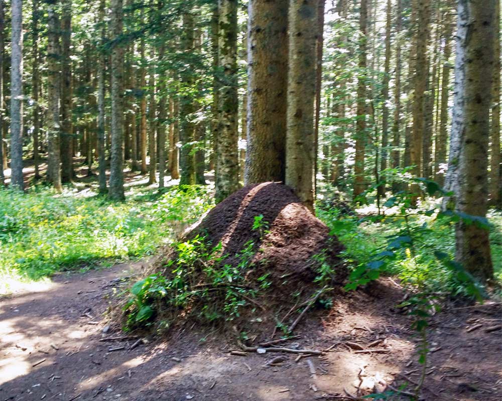 formicaio nel bosco ad abetone
