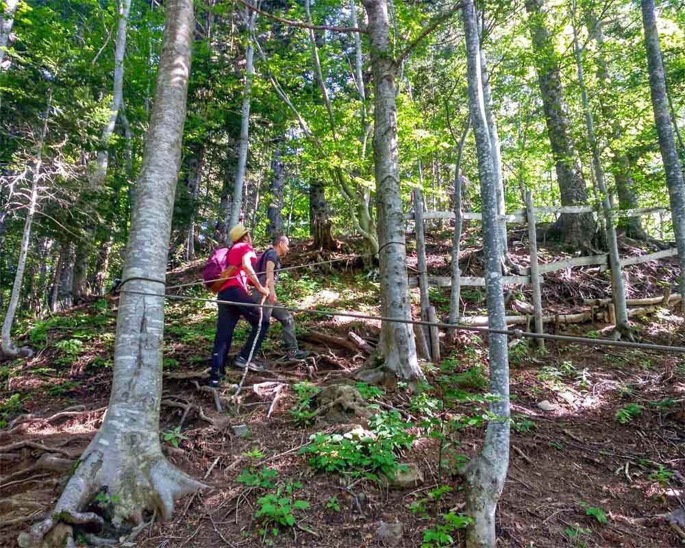 due persone in salita nel bosco verso libro aperto