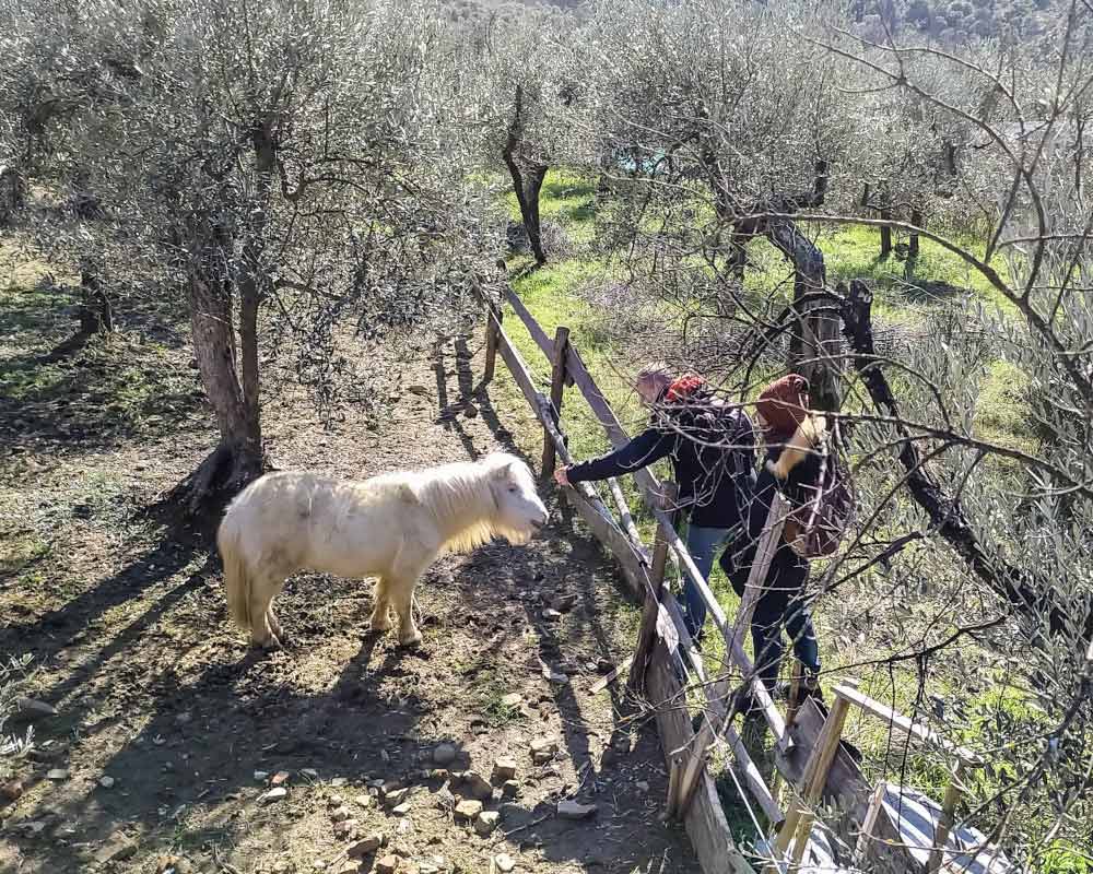 un pony e due persone che lo accarezzano a vincigliata