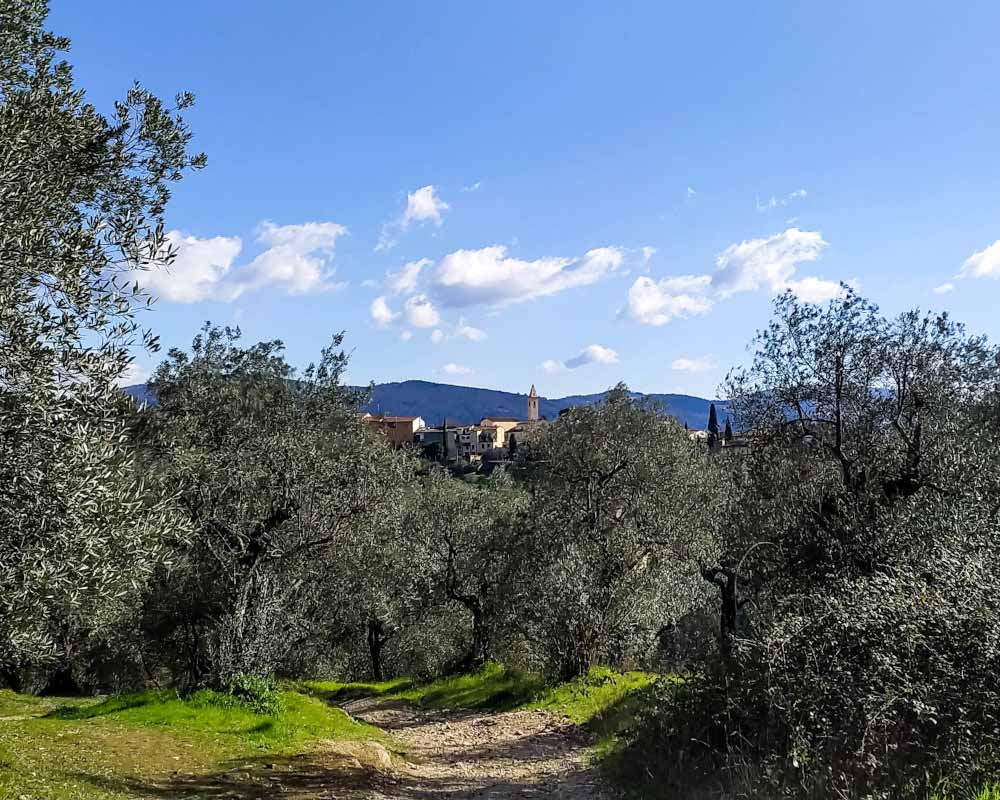 sentiero sterrato tra gli ulivi verso l'oratorio della vannella