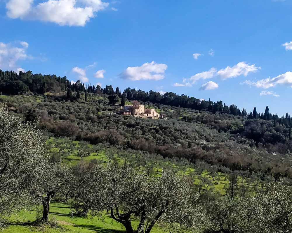 paesaggio con casa e oliveti a vincigliata