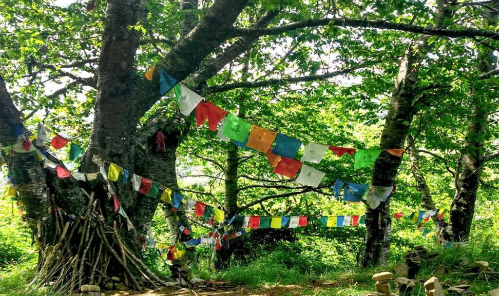 albero con occhi di terzani a orsigna