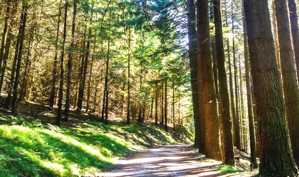 riserva di acquerino sentiero nel bosco