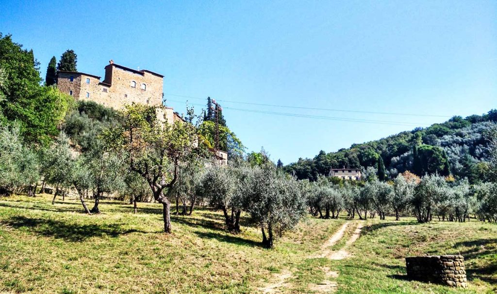 anello di cintoia vista su castello di sezzate circondato da oliveti