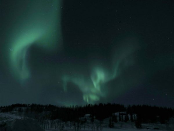 aurora boreale di notte nel bosco alle isole lofoten