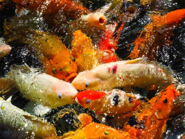 pesci rossi e aranci in acqua