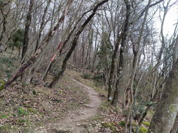 sentiero nel bosco verso piazzale leonardo da vinci su monte morello