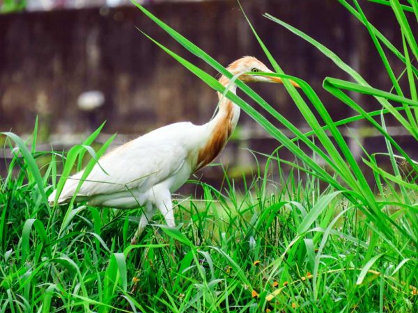 airone bianco marrone tra figli d'erba verdea bali