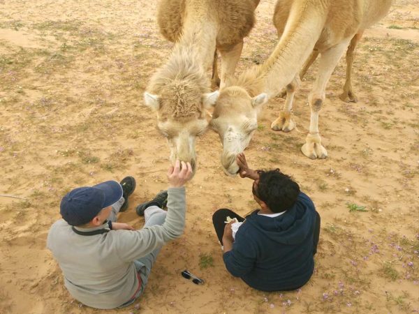 due persone che danno da mangiare a due cammelli nel deserto di wadi rum