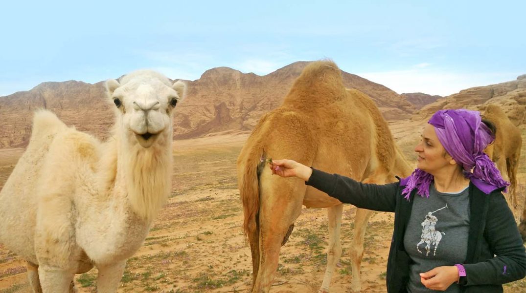 deserto indiana gio che da da mangiare ad un camello