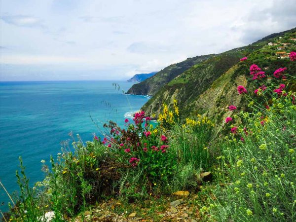liguria montagna a picco sul mare ricoperta dalla vegetazione e fiori