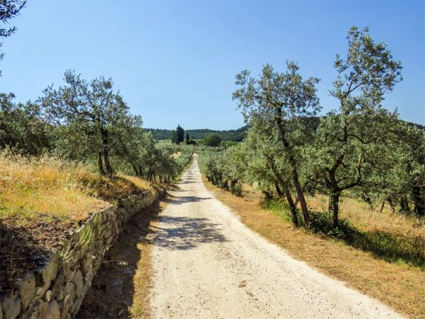 parco percorso tra uliveti