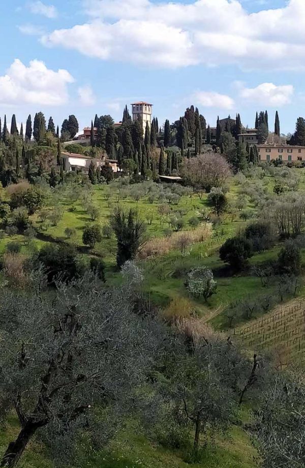 firenze galluzzo paesaggio con oliveti e cipressi e casa colonica