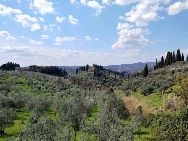 firenze galluzzo paesaggio con oliveti e cipressi