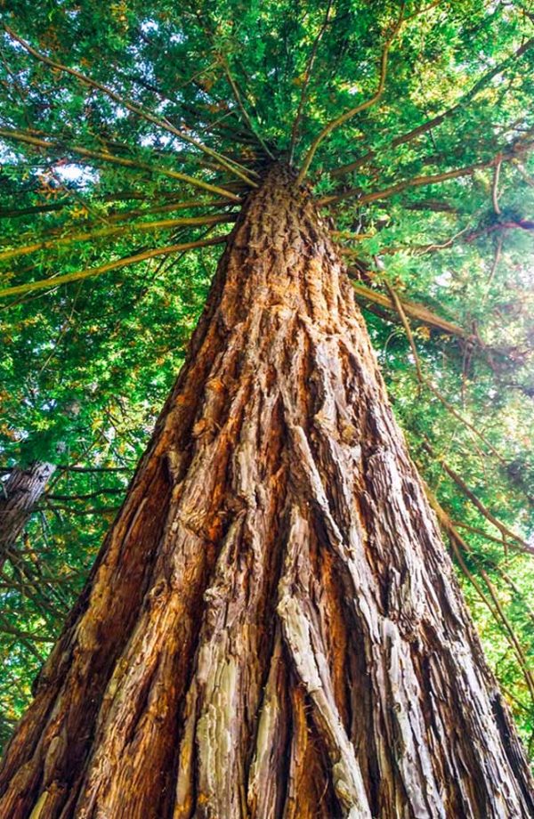 fanano tronco di sequoia gigante e rami con foglie verdi