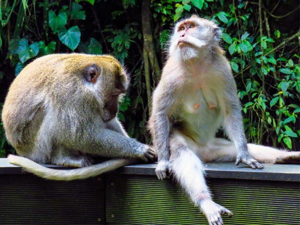 scimmie a Sacred Monkey Forest Sanctuary