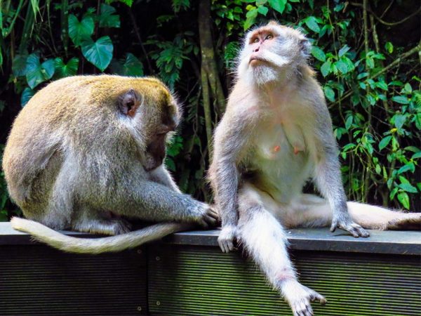 scimmie a Sacred Monkey Forest Sanctuary