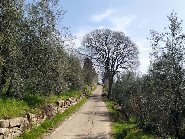 compiobbi strada fiancheggiata da olivi
