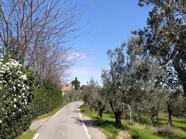 strada asfaltata tra olivi
