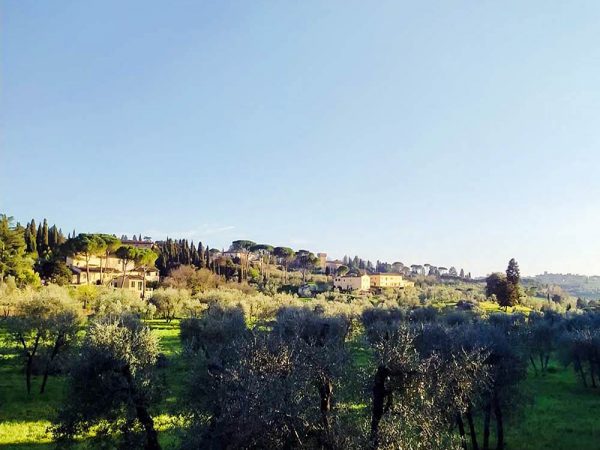 paesaggio con olivi e case dal parco di villa strozzi